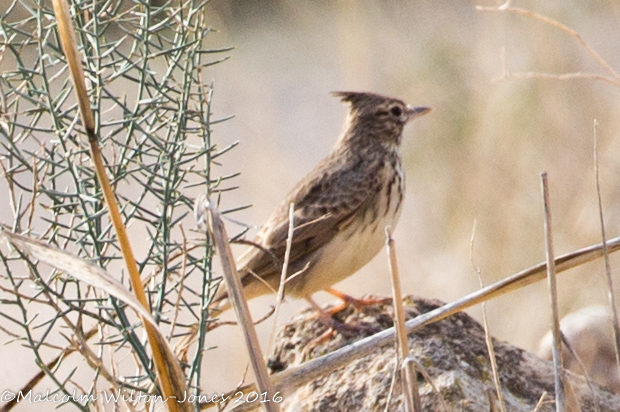 Thekla Lark; Cogujada Montesina