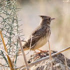 Thekla Lark; Cogujada Montesina