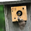 House Wren