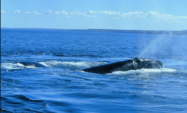 Ballena Franca Austral