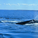 Ballena Franca Austral