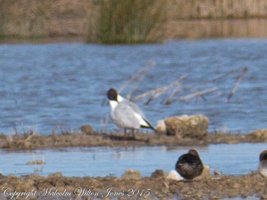 Black-headed Gull; Gaviota Reidora