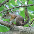 American red squirrel