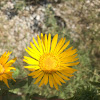 Saw-Leaf Daisy, Wax Goldenweed, Daisy,Saw-Leaf