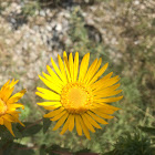 Saw-Leaf Daisy, Wax Goldenweed, Daisy,Saw-Leaf