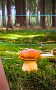 Mushroom Identifier - detection and classification 1.6 APK + Mod (Unlimited money) untuk android