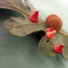 Red cone Oak Galls