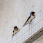 barn swallow 家燕