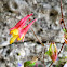 Wild Columbine