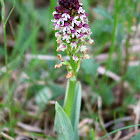 Burnt orchid, Brand Knabenkraut