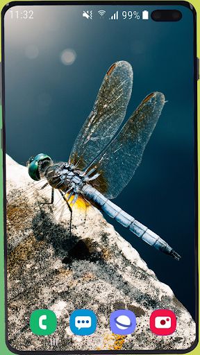 Dragonfly Wallpaper Best HD