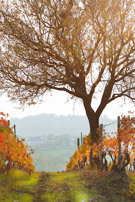 La strada del vino di giorgio_cirina