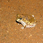 Burrowing frog