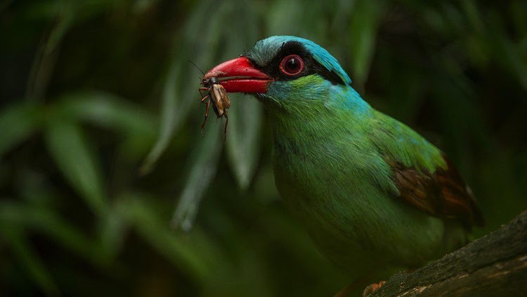 The Javan green magpie has been pushed to the brink of extinction by the caged bird trade