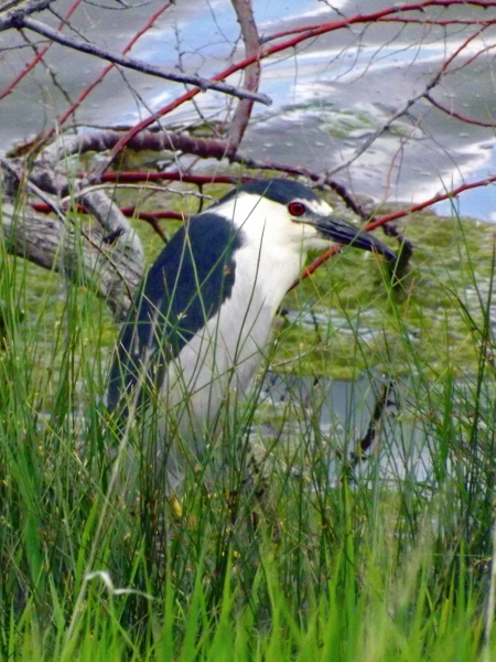 Black Crowned Night Heron