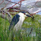 Black Crowned Night Heron