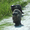 North American River Otter