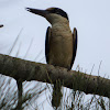 Sacred Kingfisher