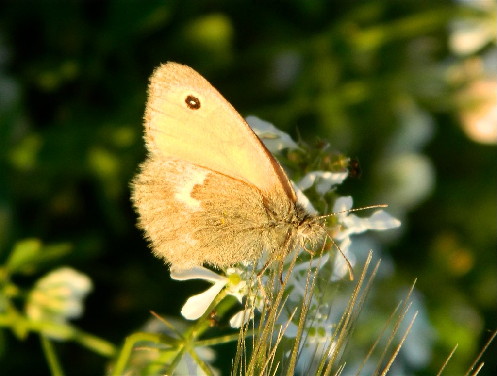 Small heath