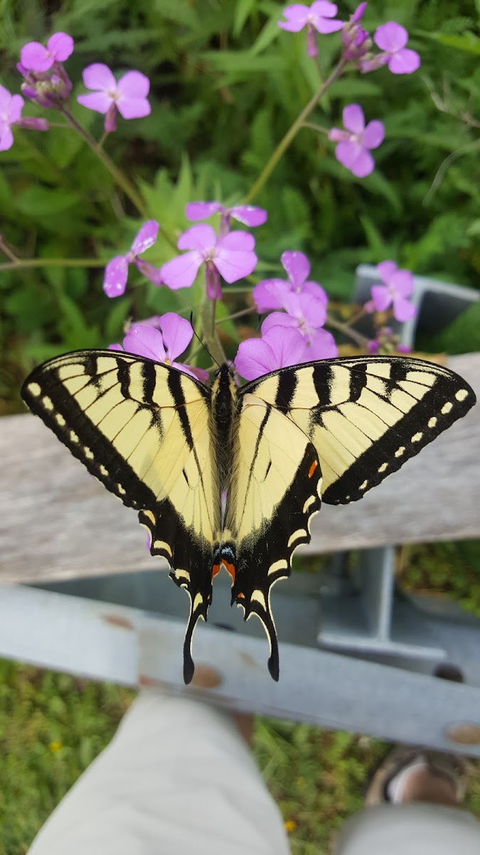 Eastern swallow tail