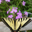 Eastern swallow tail