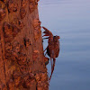 Mangrove Tree Crab