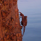 Mangrove Tree Crab