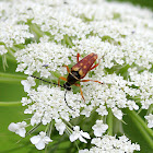 Banded Longhorn