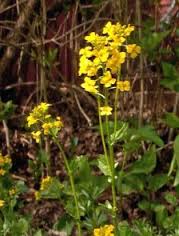 Goldenrod Flower