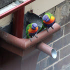 Rainbow Lorikeet