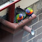 Rainbow Lorikeet