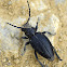 Ground Longhorn Beetle