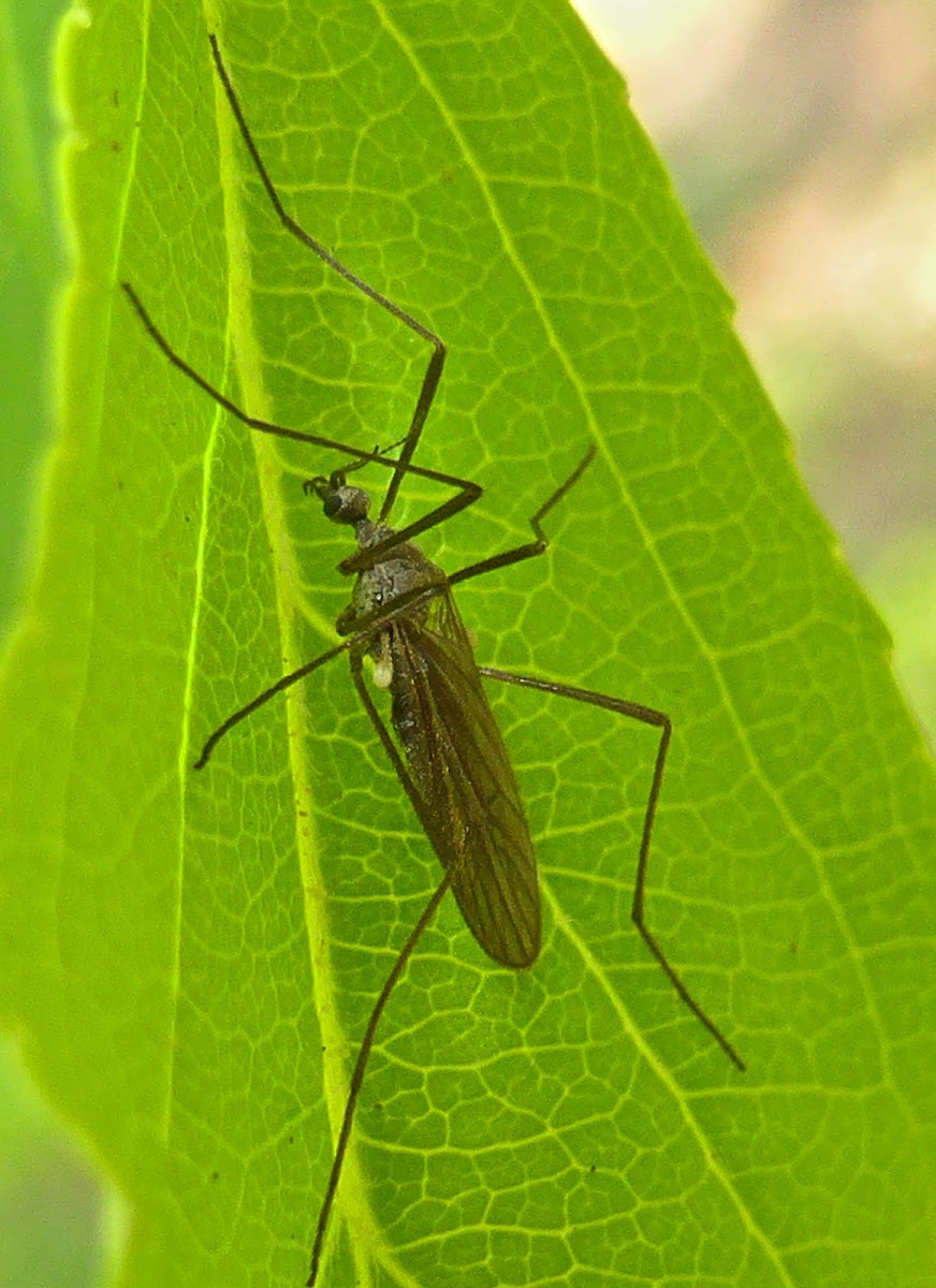 Limoniid Crane Fly