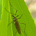 Limoniid Crane Fly