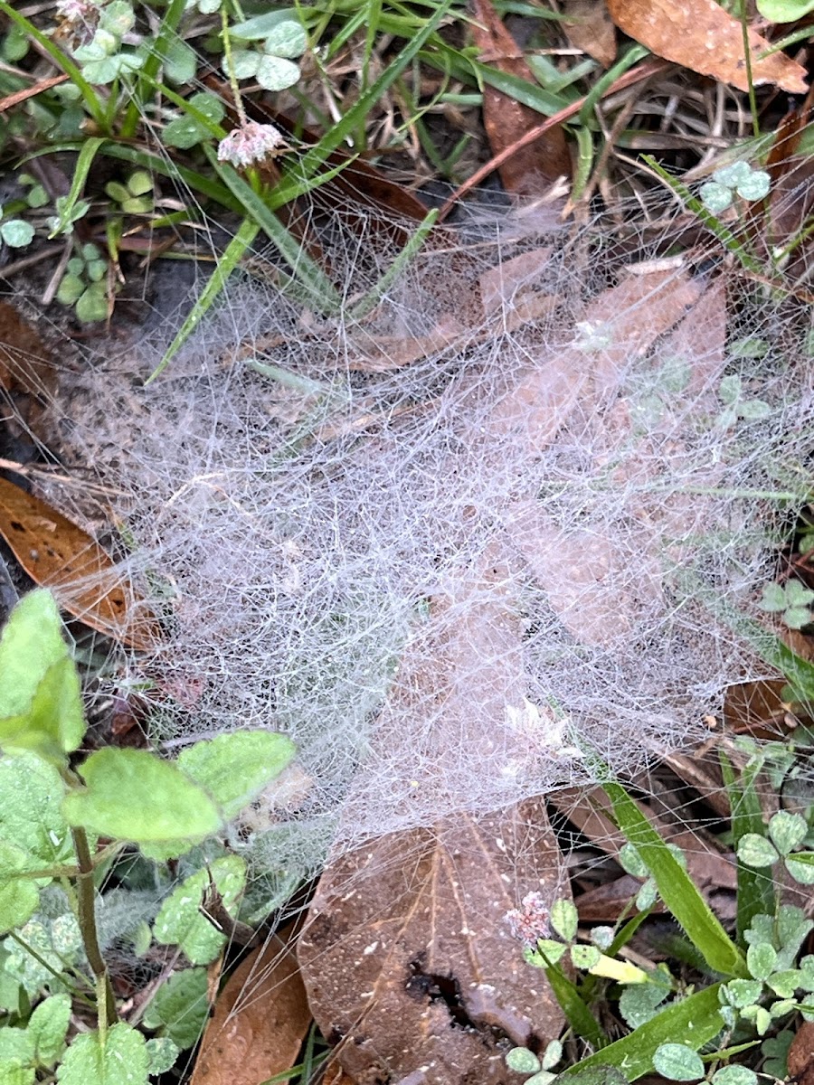 Spider Webs