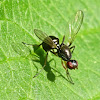 Black scavenger fly