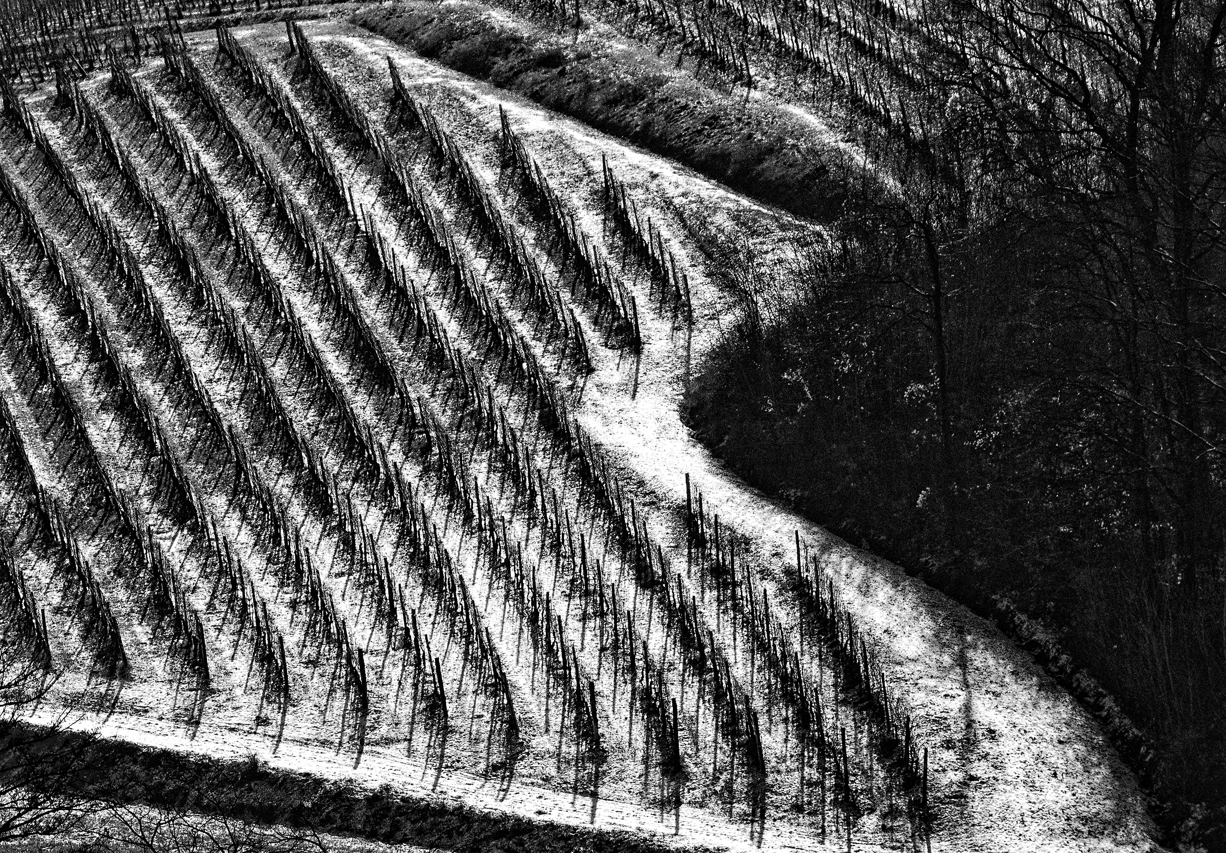 filari tra la neve di Zerosedici