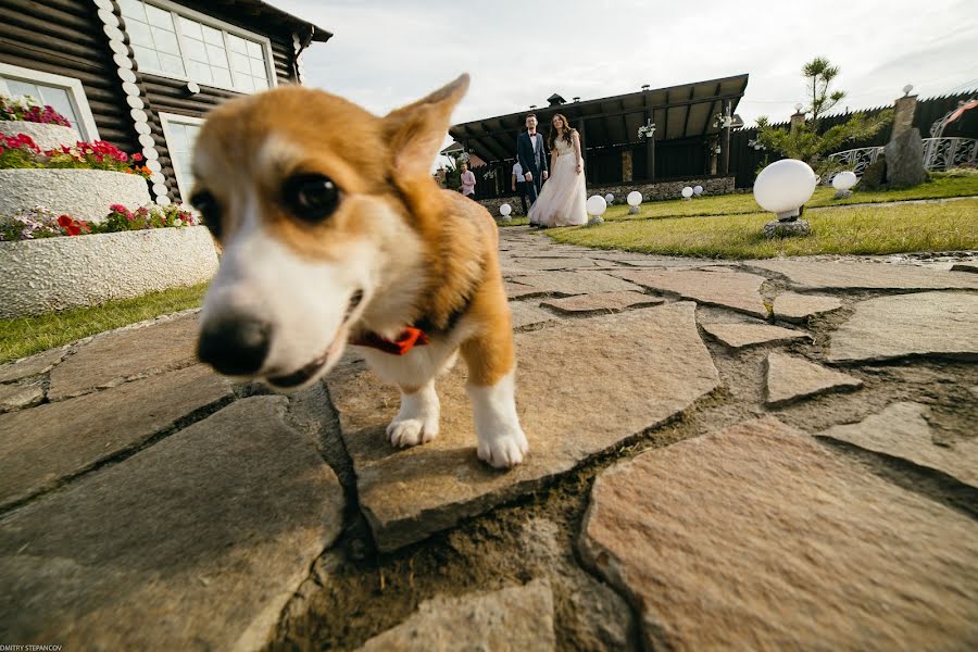 Fotografer pernikahan Dmitriy Stepancov (dstepancov). Foto tanggal 26 Agustus 2018