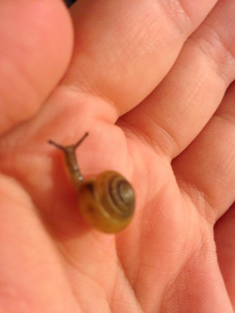 snail