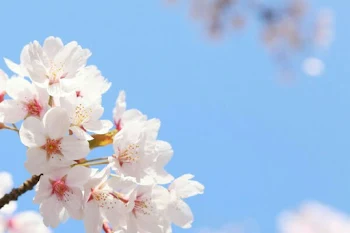 夢の桜🌸