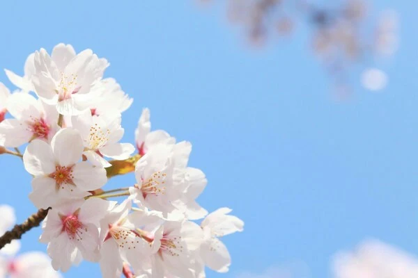「夢の桜🌸」のメインビジュアル