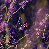 Nettare di Lavanda di 