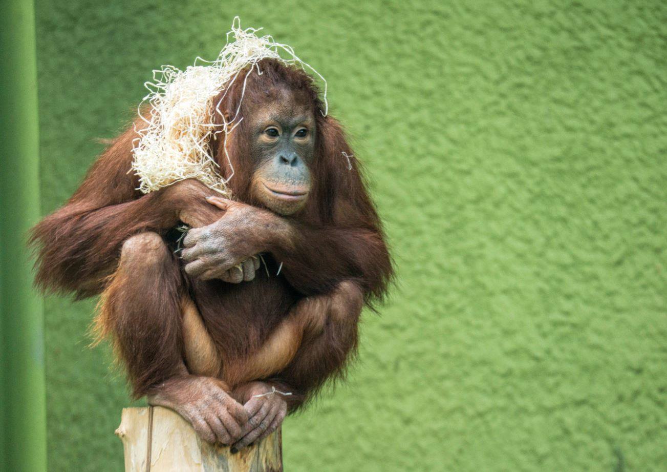 Blackpool Zoo