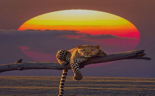 Leopard at sunset wallpaper screenshot 1