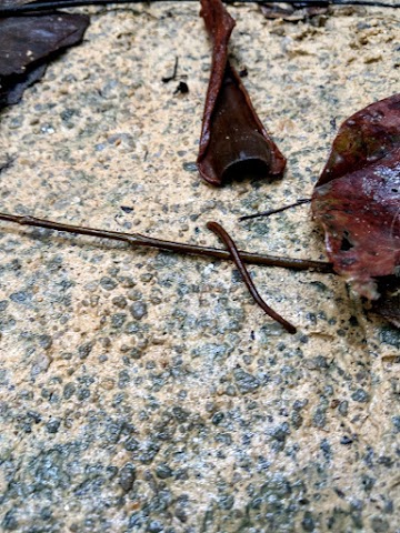 Bukit Kembara Leeches