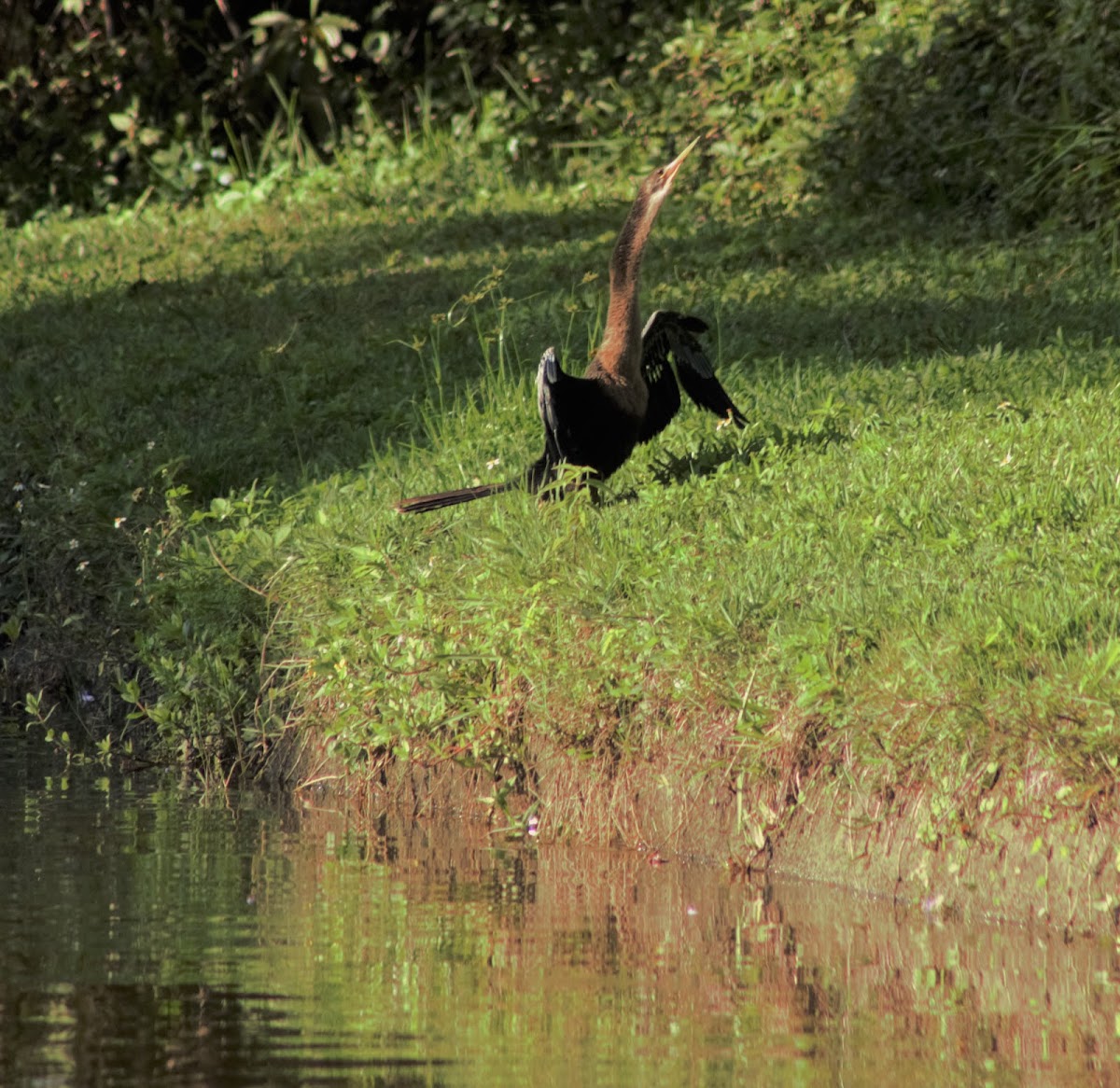 Anhinga