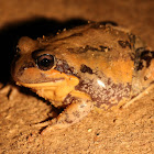 Giant Banjo Frog