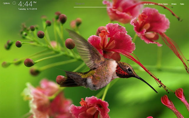 Hummingbird Wallpapers FullHD New Tab