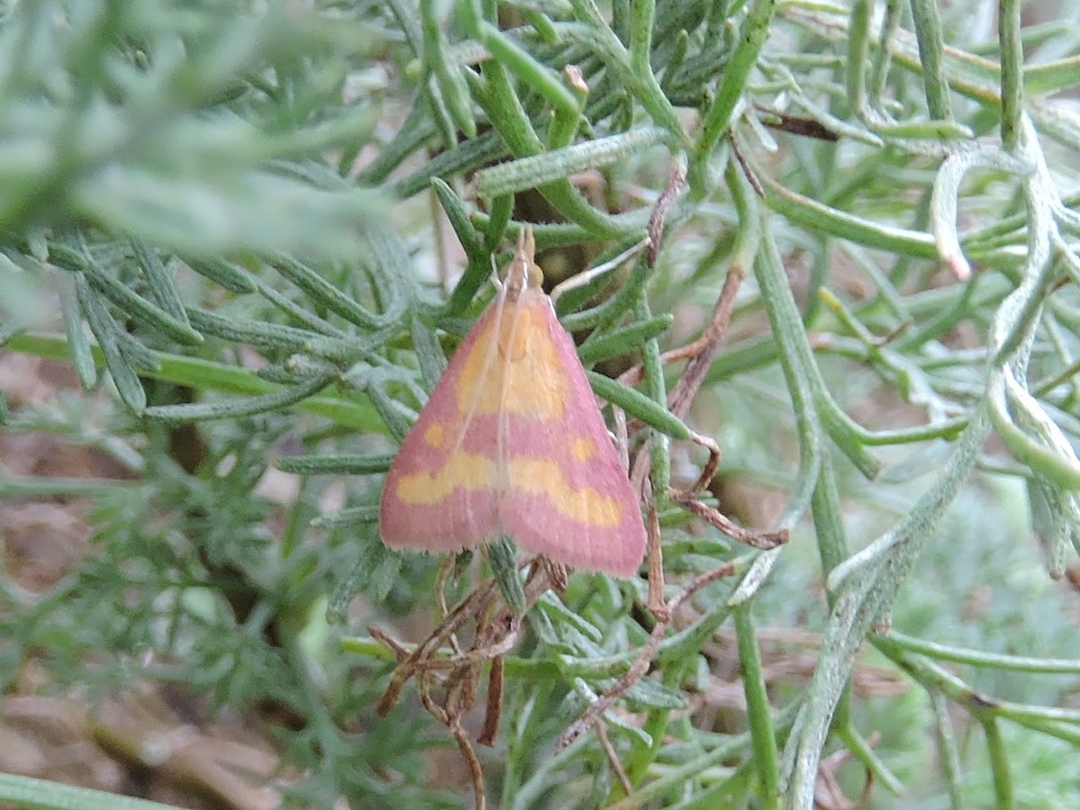 Southern Purple Mint Moth