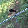 Horsefly (Loggerhead Shrike Victim)